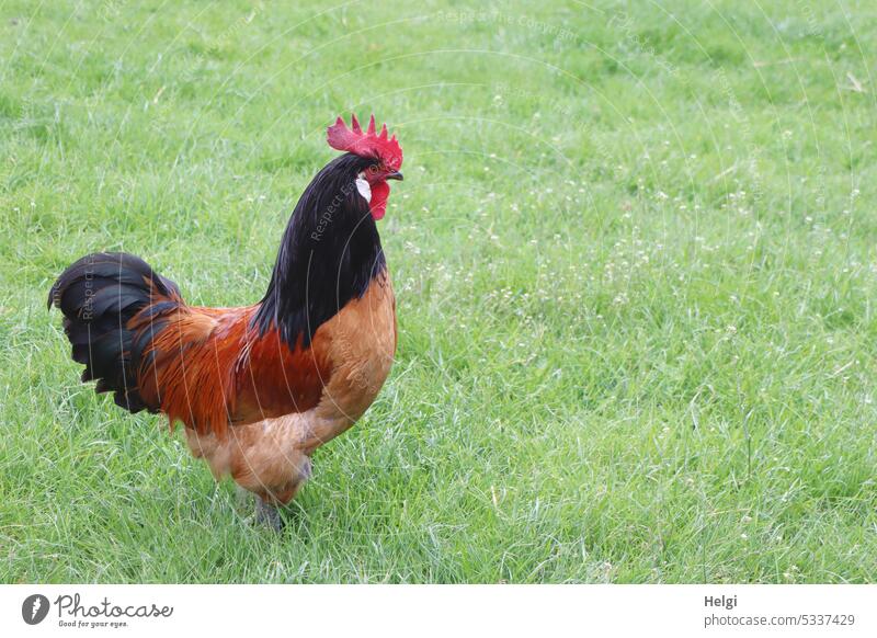 Mainfux-UT | proud rooster on a meadow Rooster Poultry plumage Animal Meadow Pride Bird Exterior shot Animal portrait Free-range rearing Keeping of animals