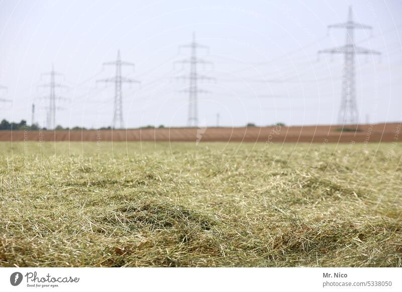 Dry hay Rural Field Hay Environment Landscape Agriculture Animal feed Agricultural crop make hay Harvest Grass Hay harvest Needle in a haystack Green Fresh