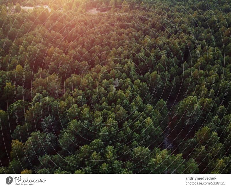 Aerial top view of mixed forest trees, ecosystem and healthy environment concept and background with side lighting. Texture of dense green deciduous and evergreen trees forest view from above.