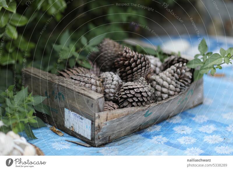 tenons Fir tree Cone Tree Green Fir needle Brown Pine cone Point Plant Nature Coniferous trees Close-up Exterior shot Colour photo Detail Autumn Collector amass