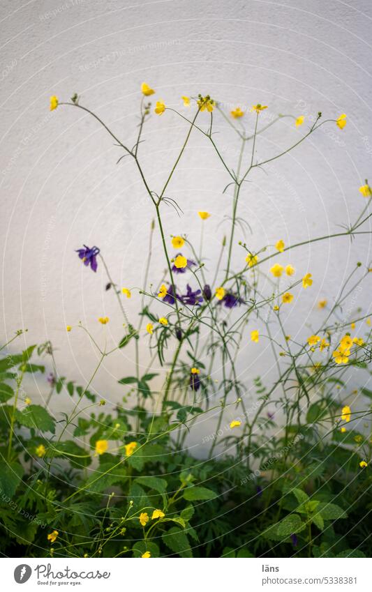 Sharp buttercup with columbine Buttercup Aquilegia Plant Nature Summer Wall (building) Crowfoot Deserted Colour photo Blossom Spring Exterior shot Flower