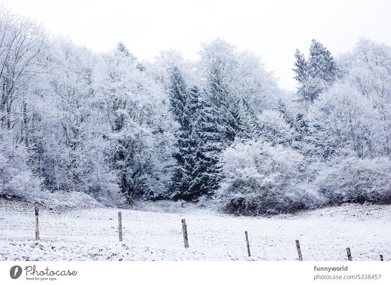 Winter forest edge Frost Ice Snow snow-covered trees snowy forest Winter magic Winter idyll white splendour cold weather natural beauty Winter landscape picture