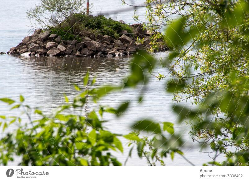 MainFux | Isle of Main River Water Calm Nature River bank Landscape Rich pasture forest river cruise tranquillity relaxing Island rock island Overgrown Green