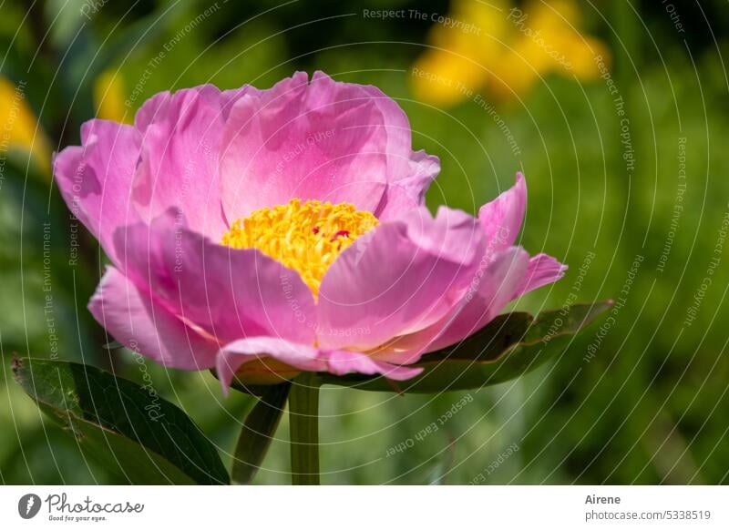 pink rose in rose home Pink Peony Delicate Yellow pretty Blossoming Plant Ornamental plant Park Summer Spring salmon pink Garden Nature Stamen Romance Esthetic