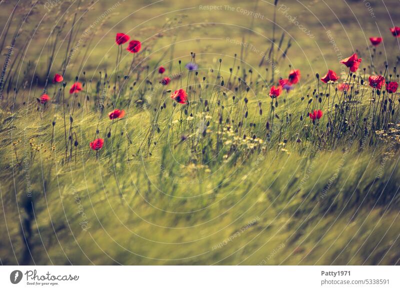 Red poppy in wheat field swaying in the wind Poppy Corn poppy Field Wind Movement Shallow depth of field Landscape Idyll Plant Flower Summer Dreamily