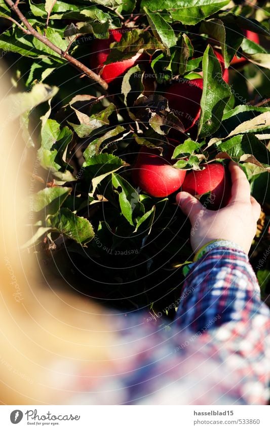 Freshly harvested red-green Fruit Apple Eating Organic produce Vegetarian diet Juice Joy Happy Healthy Healthy Eating Overweight Allergy Life Fragrance