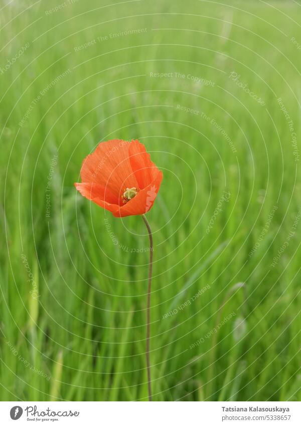 Field wild red poppy flower among cereal green field Papaver flowers flowering blooming Blossom petal Papaveraceae family Papaver rhoeas common poppy corn poppy