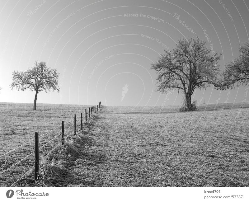 On both sides Tree Fence Pasture fence Meadow Divide Sun Winter Black & white photo Hoar frost