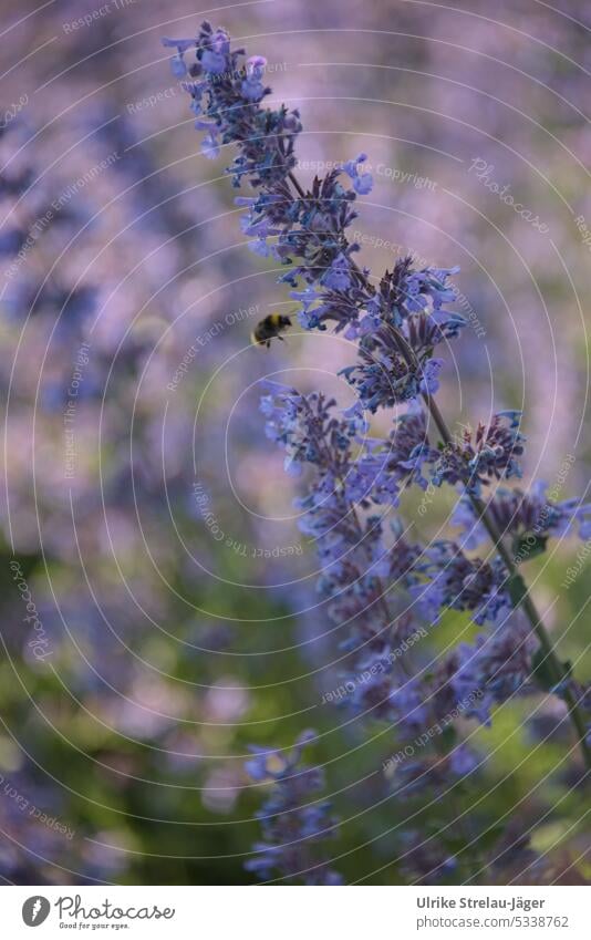 Catnip with bumblebee in evening light catnip Bumble bee Nectar blossoms Blossoming amass Blue Violet Flying Floating Insect Garden Plant Fragrance Sprinkle