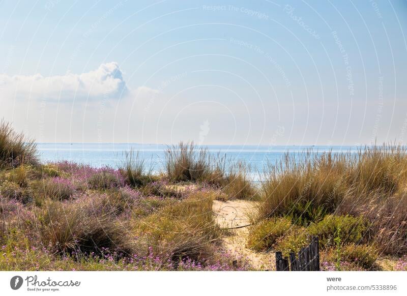 path between blooming flowers through the dunes to the sea in Carnon in France Blossoms Camarque Herb Rhone delta Sandy beach Sea agriculture