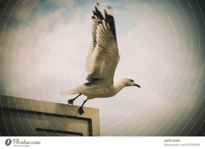 Wing beat for thrust Seagull Bird Sky Grand piano Subdued colour Departure take off departure motion blur Animal portrait Flying Movement Neutral Background