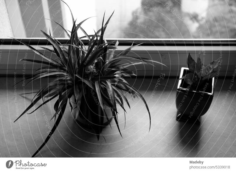 Succulent and another potted plant on the windowsill in the staircase of an old apartment building in the north end of Frankfurt am Main in Hesse in neo-realistic black and white