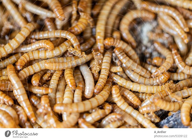 Protein in the form of many mealworms orange colour Malodorous Floor covering Dirty Nutrition Putrefy Death Brown Panic Fear Zophobas Animal Odor Feeding Corpse