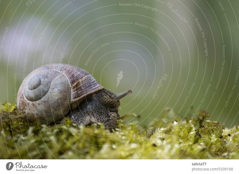 cautiously the snail stretches out its feelers Vineyard snail Crumpet Snail shell Feeler Animal Slowly Nature Colour photo Close-up Mollusk