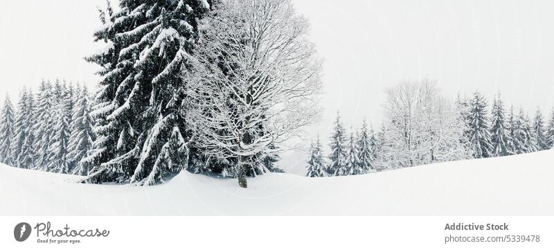 Snowy landscape cold panoramic cloud ice mountain snowy frost beautiful winter white nature travel weather covered forest scenic highlands wood outdoors season