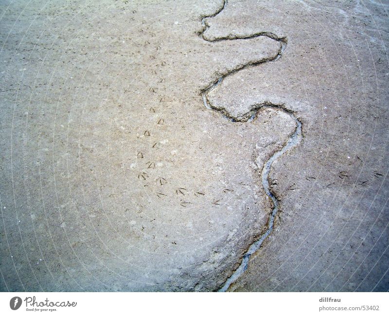 sandworm Wet Ocean Tracks Seagull Bird Low tide Slick Still Life Beach Coast Breeze November Calm Loneliness Sand Stone Smoothness Salt Animal tracks High tide