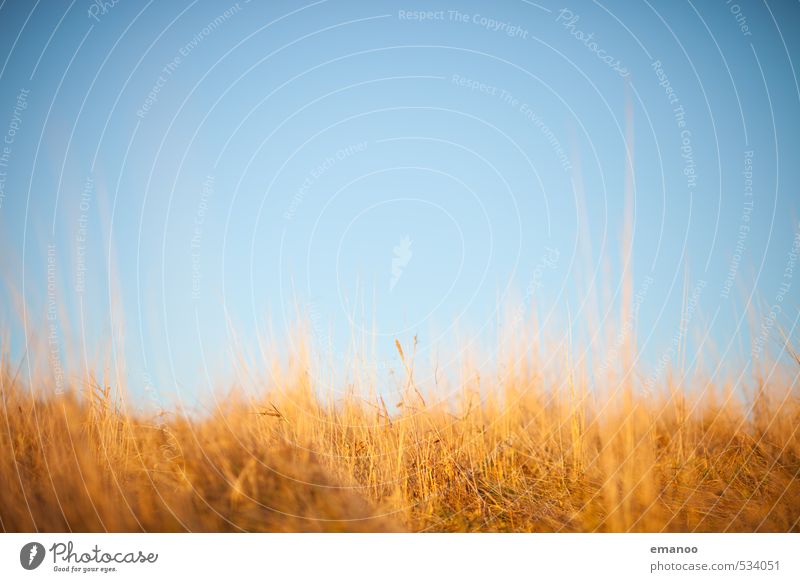 autumn colours Nature Landscape Plant Air Sky Horizon Autumn Weather Beautiful weather Grass Meadow Growth Soft Blue Brown Yellow Background picture