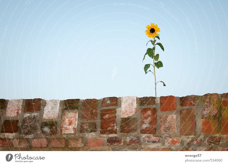 mauerBLÜMCHEN Plant Sky Cloudless sky Autumn Flower Sunflower Wall (barrier) Wall (building) Blue Brown Multicoloured Yellow Green Blossom Leaf