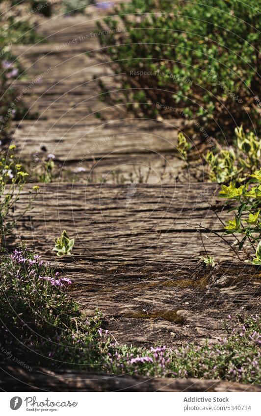 Big brook between grass big water waving creek streaming flower plant sunny day nature wild green elements splashing river dabbling summer scenic beauty wash