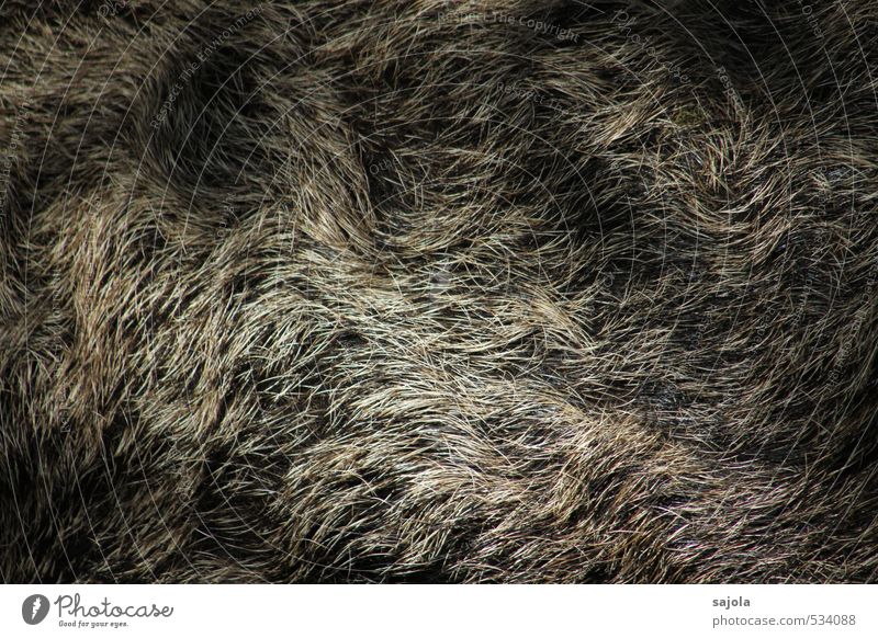 fur Animal Wild animal Pelt Wild boar 1 Brown Lighting bristly Hair Undulating Coat color Colour photo Exterior shot Close-up Pattern Structures and shapes