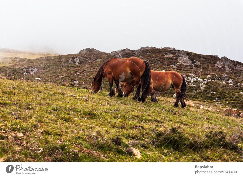 Horses grazing in the French Pyrenees horse nature pasture france mammal meadow scenery animal beauty grass green border equestrian wild equine freedom