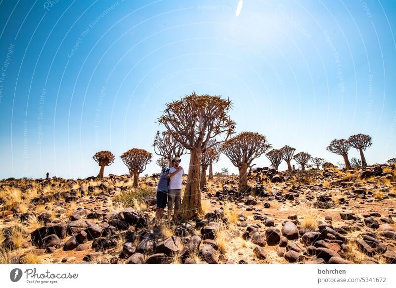 wild namibia Vacation & Travel Nature Exceptional Kokerboom tree Tree Namib desert Namibia Africa Desert Impressive especially Keetmanshoop Plant Warmth