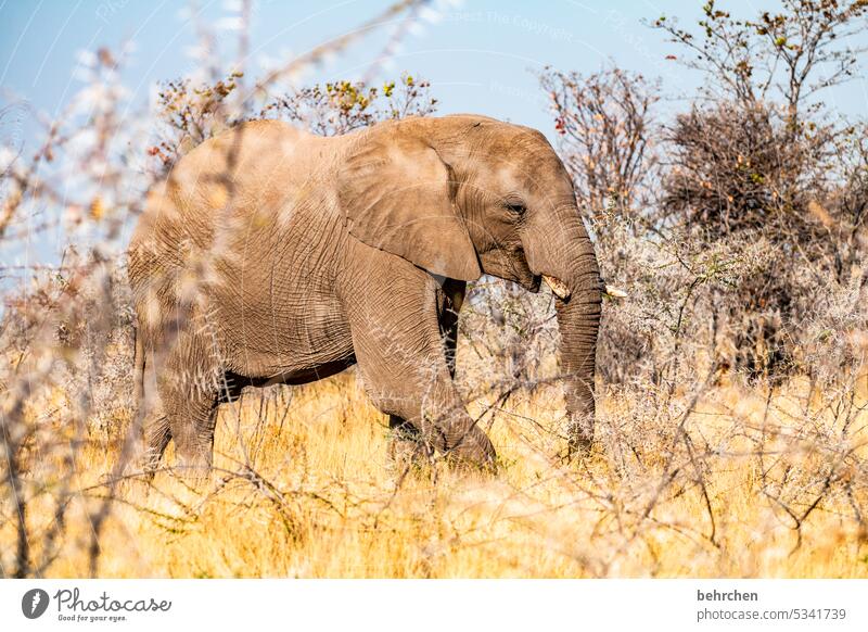 Animal Elephant etosha national park Etosha Etosha pan Wild animal Fantastic Exceptional Wilderness Free Namibia Safari Far-off places Wanderlust Africa