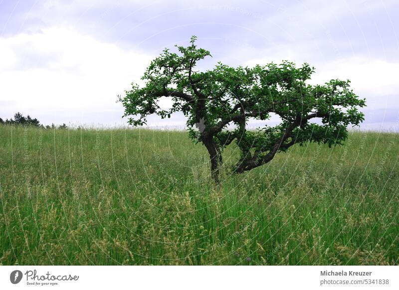 old gnarled apple tree standing on a meadow grasses gnarled trunk Sky Clouds Summer maht natural meadow Meadow Nature Exterior shot Grass Sunlight naturally