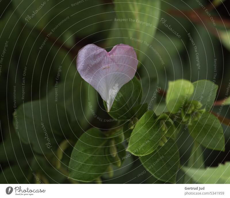 Heart shaped petal on a green bush Flower Flowers and plants Nature Blossom flowers Plant Colour photo Garden Summer naturally Close-up Environment Green