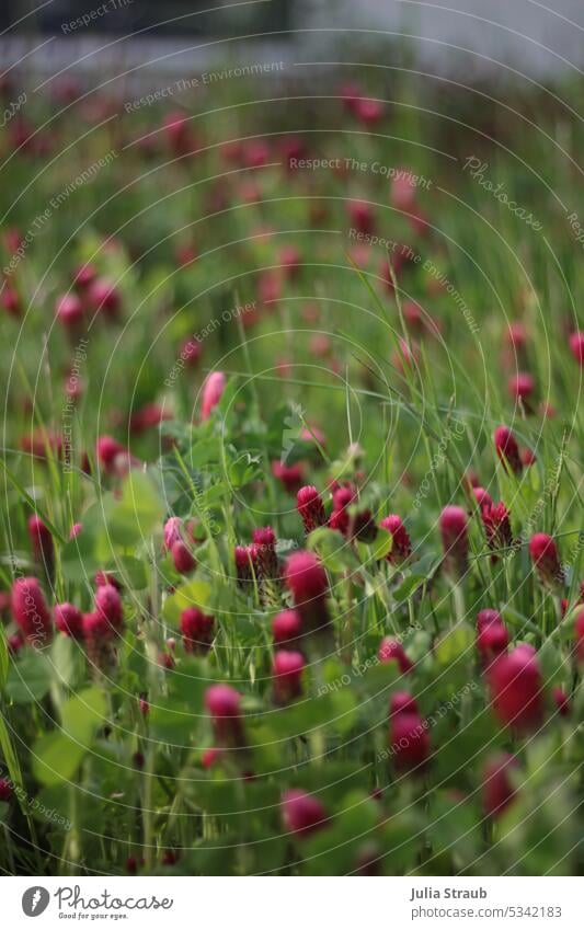 flowering clover meadow flowering flower Bright Colours Red pink Pink Clover Clover blossom cloverleaves Meadow Meadow flower Honey flora Bud Bloom Green