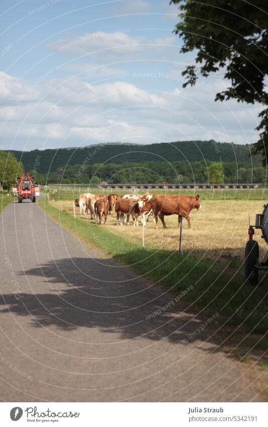 Cows on the pasture in summer Free-roaming out Animal Farm animal woodland organic farming trees Agriculture Meadow Sky Cows in the pasture cow pasture