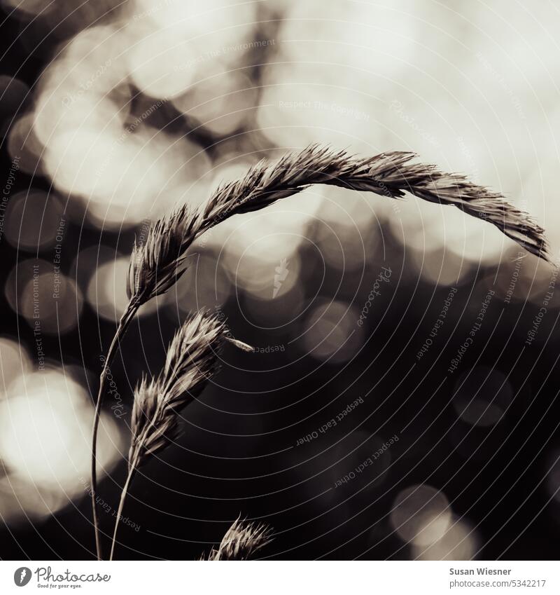 Grasses in evening light with beautiful bookeh, atmospheric. grasses evening mood Exterior shot Grasses in light Monochrome warm lighting mood Warm light Nature