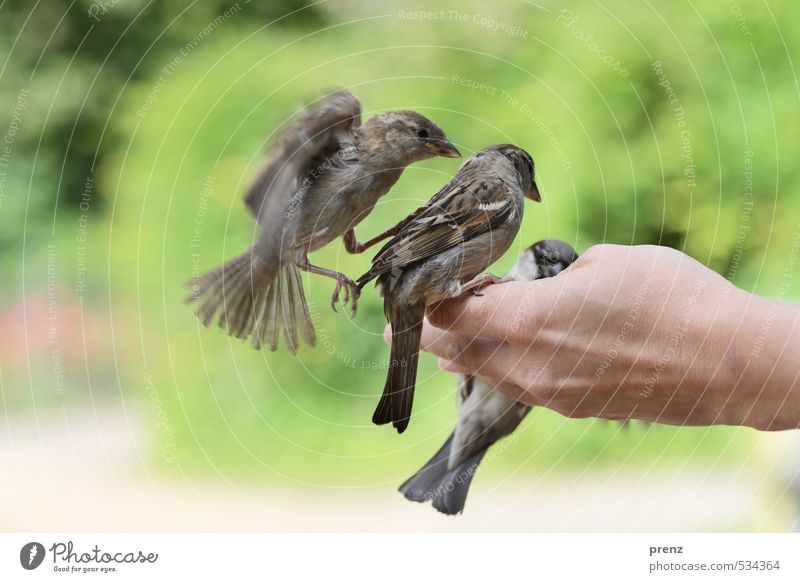 trio Masculine Hand Environment Nature Animal Spring Beautiful weather Wild animal Bird 3 Brown Gray Green Sparrow Floating Judder Sit Feeding Colour photo