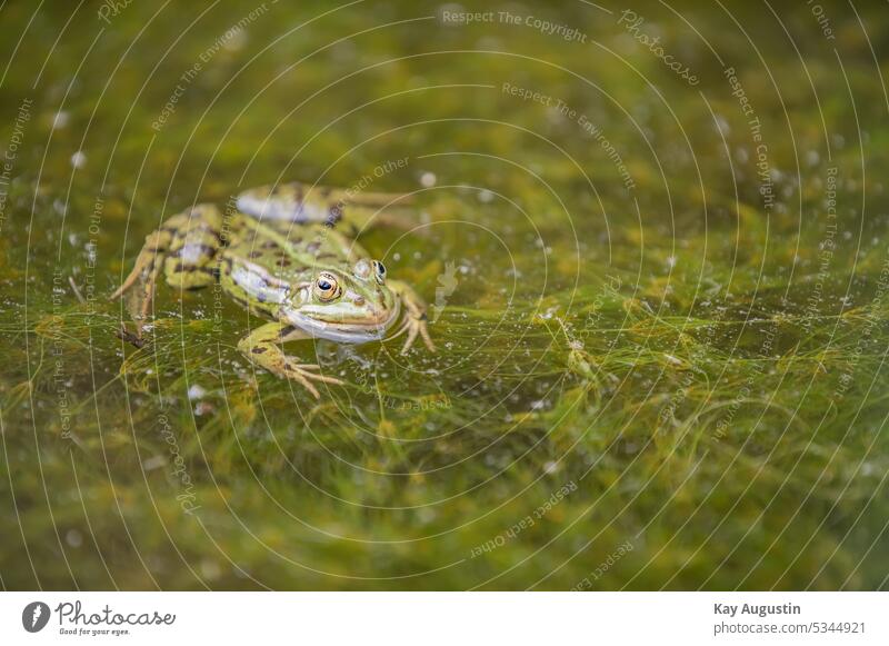Water frog on pond Water frogs pelophylax Green frogs Frog amphibians Lissamphibia Nature fauna Algae aquatic plants stagnant water Real frogs Near water