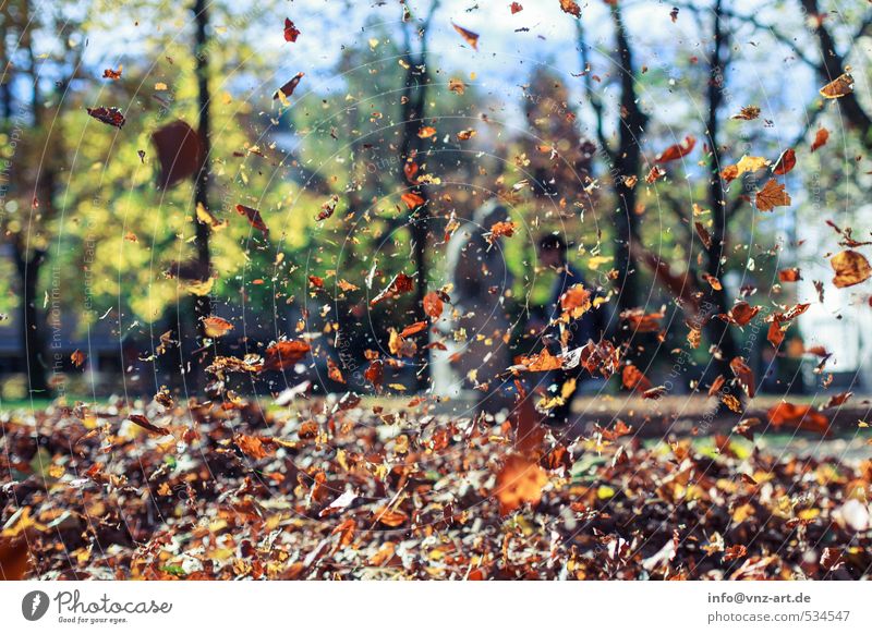 autumn flight Leisure and hobbies Garden Environment Nature Sun Sunlight Autumn Tree Leaf Park Forest Brown Yellow Autumnal Flying Hover To fall Colour photo