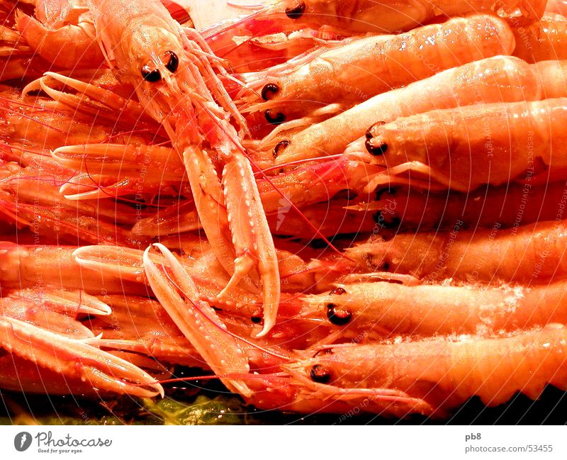 frutti di mare Seafood Animal Shrimps Shellfish Red Yellow Markets Nutrition Orange Fish Eyes Multiple Water