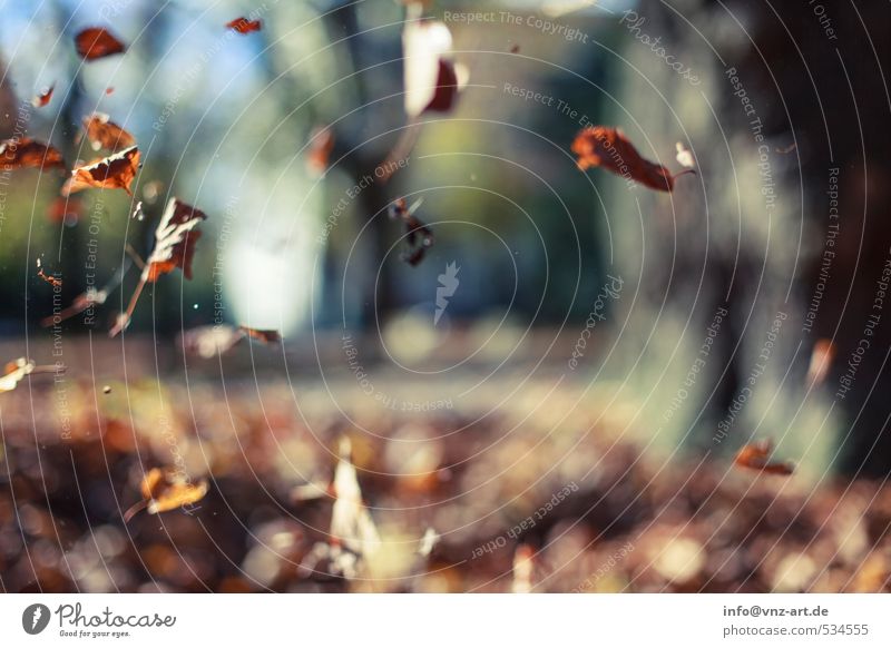 leaf fall Autumn Autumnal Sun Sunlight Reflection Exterior shot Nature Garden Park To fall Seasons Blur Shallow depth of field Leaf Yellow Warmth Moody Brown