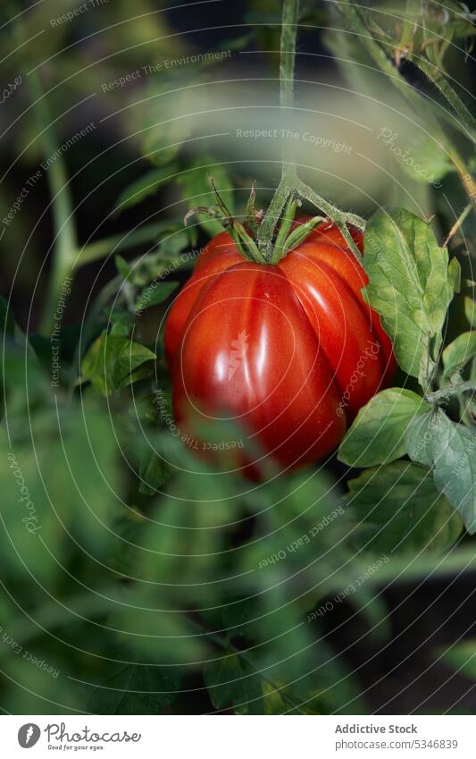 Red tomato growing on plant in countryside big red green garden bush growth vegetable hang nature daytime summer sunny vegetate season agriculture organic fresh