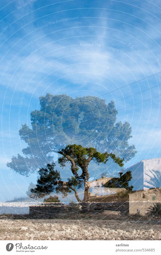 HAPPY BIRTHDAY PHOTOCASE Elements Earth Air Sky Warmth Tree Field Esthetic Stone pine Vacation home Country house Double exposure Mediterranean Majorca