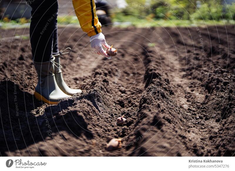 Woman farmer planting potatoes in garden chernozem soil at spring season agricultural agriculture agronomics agronomy arable countryside cultivate cultivating