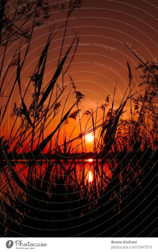 Rural landscape at dawn in front of a lake. Silhouette of pampas flowers and vegetation at the water's edge. contemplation dusk nature orange pampas grass pond