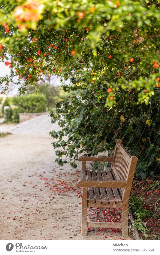 Seat in the park under a flowering tree Mont Juic Barcelona Summer relaxation Calm Idyll Nature vacation Vantage point To go for a walk early summer Trip Hiking