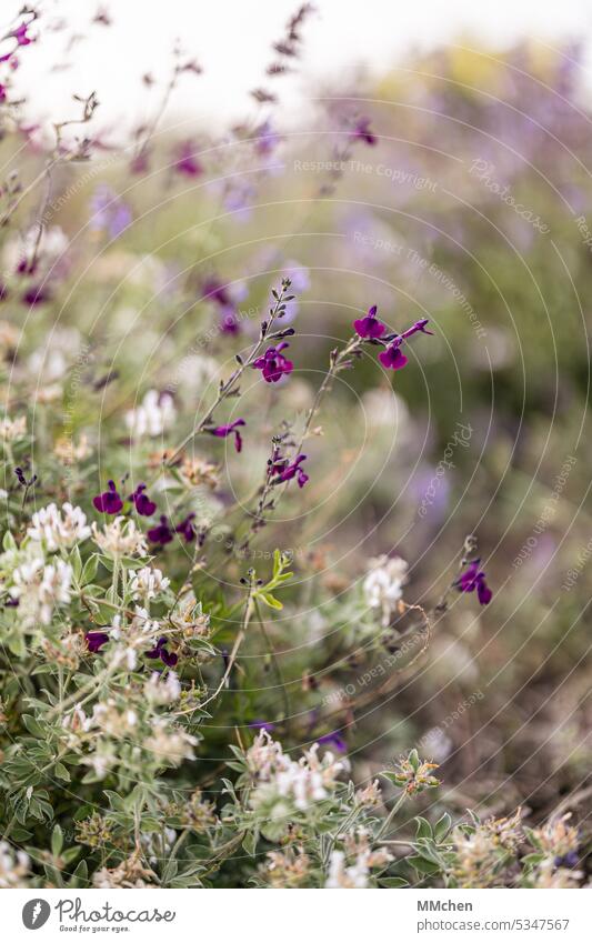 White and purple wildflowers Macro (Extreme close-up) Outdoor facilities planted Violet Wild plant Wild herbs Portrait format naturally daylight Relaxation