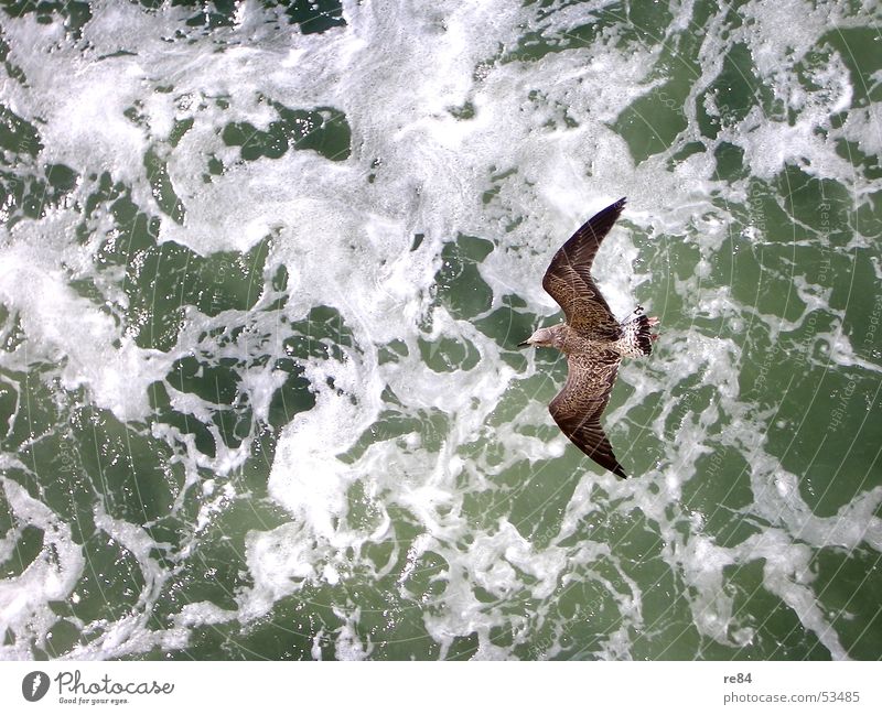 Winds of Change Seagull Bird Ocean Netherlands Waves Animal Pattern Green White Black Brown North Sea Flying Water Force Contrast Detail Feather Helgoland Power