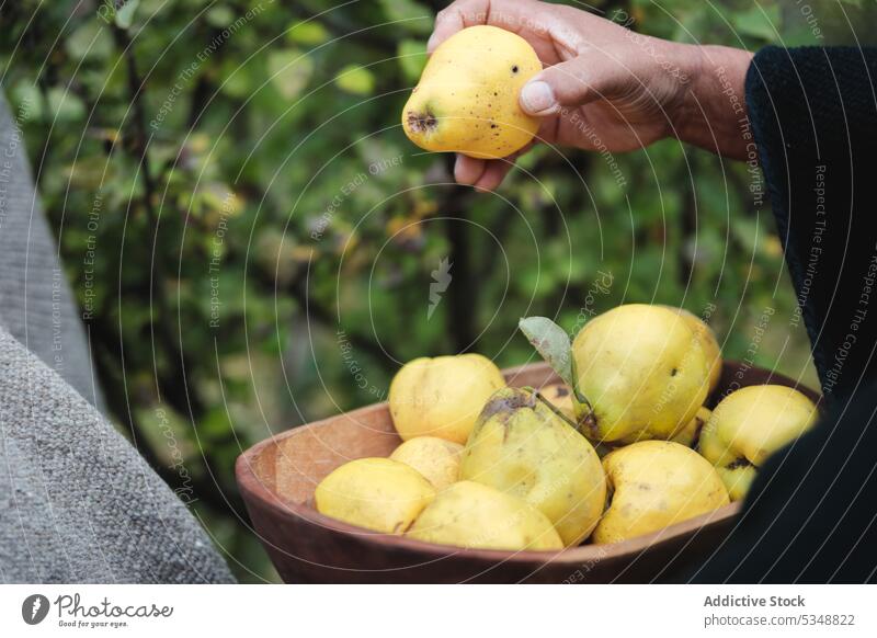 Cropped farmer collecting ripe quinces in garden person harvest pick basket gardener fruit countryside agriculture temuco indigenous fresh season rural summer