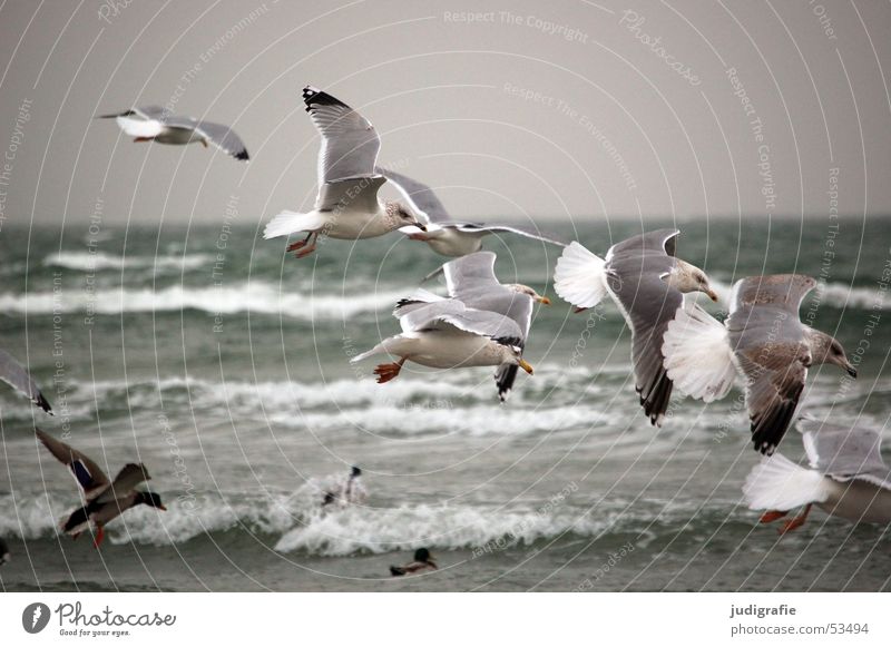 Gulls at the Baltic Sea Lake Bird Seagull Ocean Waves Gray Cold Beach Duck Water Aviation Movement Grand piano Feather
