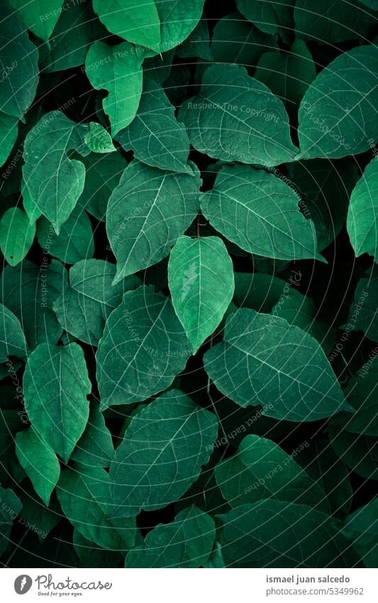 Green leaf background - a Royalty Free Stock Photo from Photocase