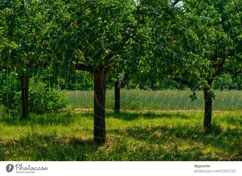 Sunlit meadow orchard in June with four trees in a square, a grain field in the background scattered fruit Fruittree meadow Square quad apples apple trees Green
