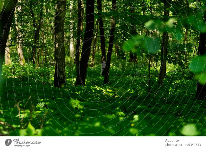 In the middle of a forest with a green "carpet" of great skipping weed, light and shadow draw spiral patterns Forest Mixed forest trees tree trunks
