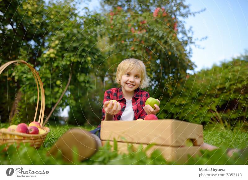 Little boy picking apples in orchard. Child holding straw basket with harvest. Harvesting in the domestic garden in autumn. Fruit for sale. Small business. box
